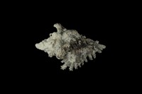 藏品(黑千手螺)的圖片